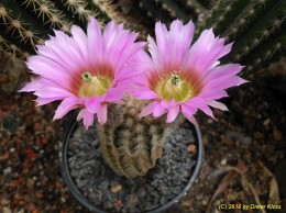 Echinocereus reichenbachii      